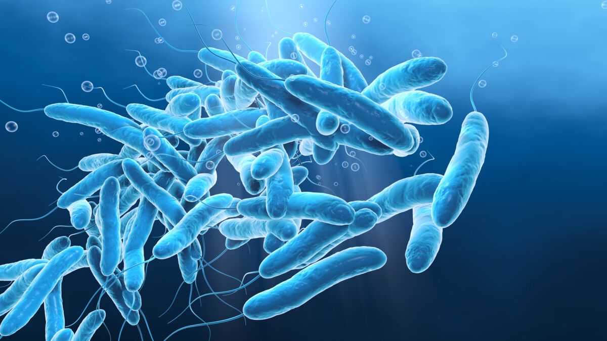 Legionella bacteria